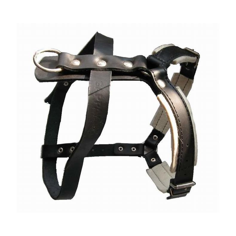 Forsvarssele, Large (han), Lder