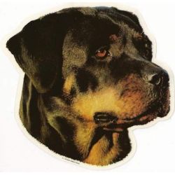 Rottweiler 009