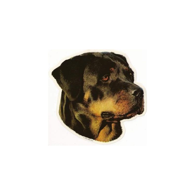 Rottweiler 009