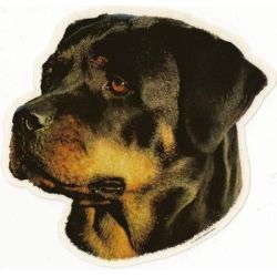 Rottweiler 009