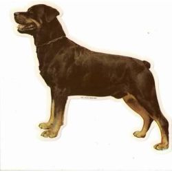 Rottweiler 120