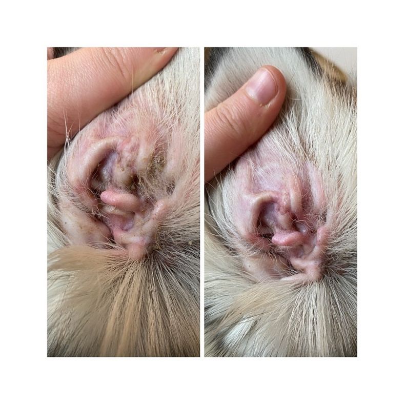 B&B - repleje - ko - 100 ml.