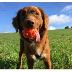 Chuckit - Breathe Right Fetch Ball - Small