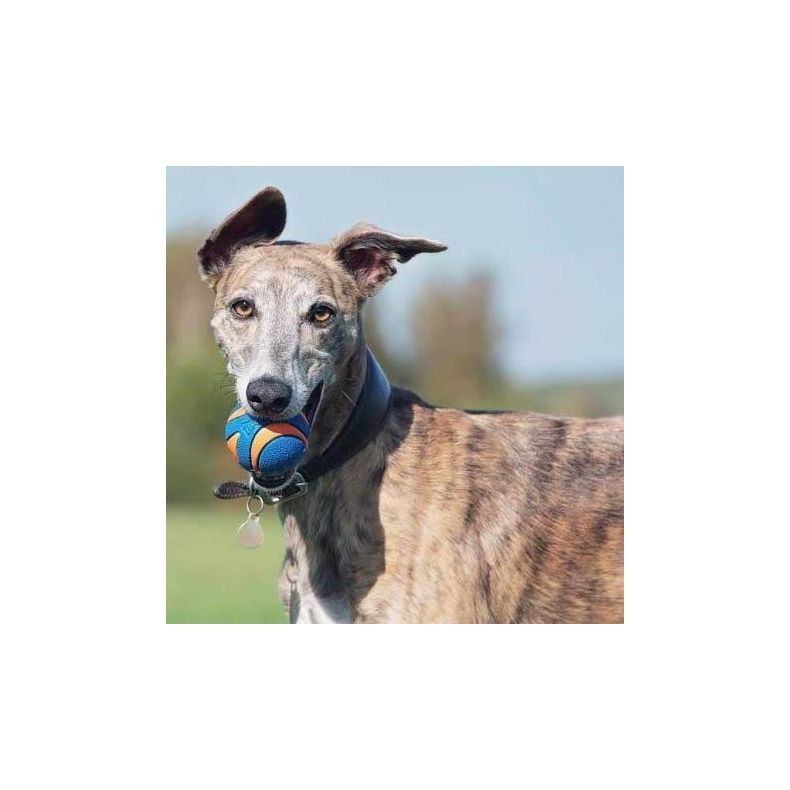 Chuckit Ultra Squeaker Ball