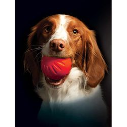 Starmark Foam Ball - Bacon