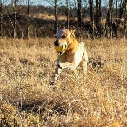 Fun Ball m/snor - Starmark