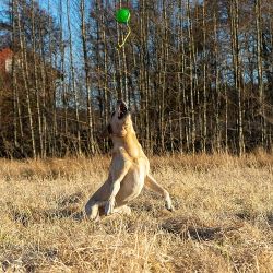 Fun Ball m/snor - Starmark