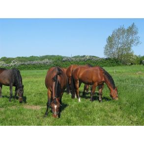 Heste Strukturgr�s, 10 kg