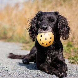 Holey bold m/klokke - ogs velegnet til blinde eller svagtseende hunde