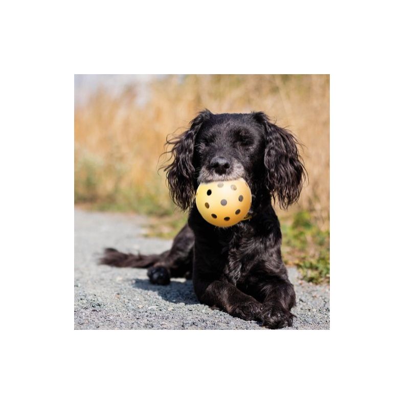 Holey bold m/klokke - ogs velegnet til blinde eller svagtseende hunde