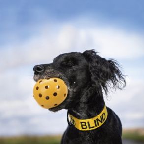 Holey bold m/klokke - ogs velegnet til blinde eller svagtseende hunde