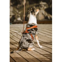 Hurtta Casual Y-sele - ECO - Ruby / Pink