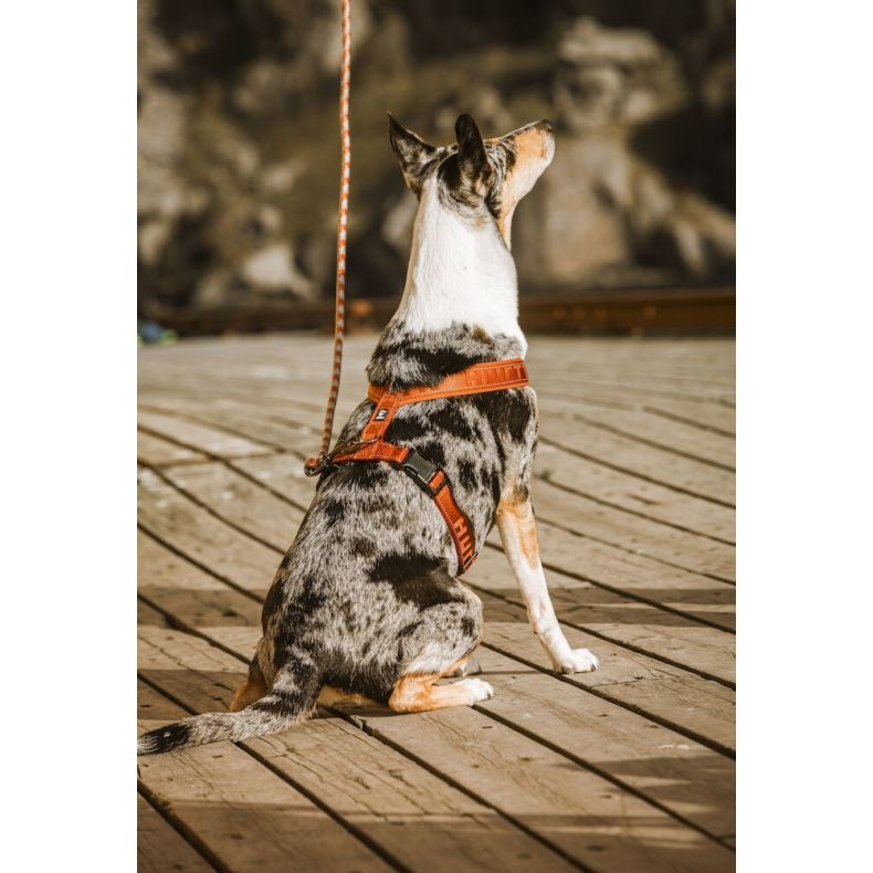 Hurtta Casual Y-sele - ECO - Ruby / Pink