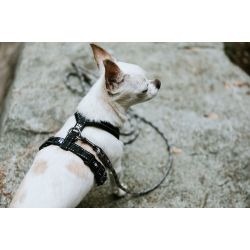 Hurtta Casual Y-sele - ECO - Ruby / Pink