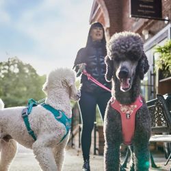 Hurtta Weekend Warrior ECO Sele - Hedge / Stvgrn