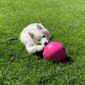Jolly Pets Bounce-n-Play