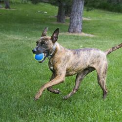Kong Airdog Squeaker Ultra Ball