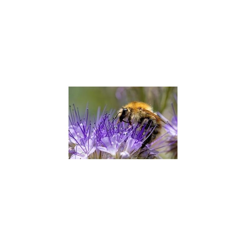 Natur Biblanding 0,5 kg