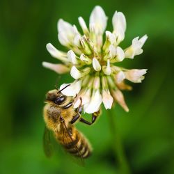 Natur Biblanding 0,5 kg