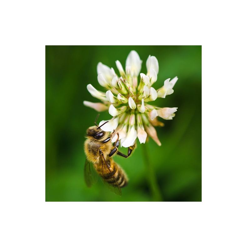 Natur Biblanding 0,5 kg