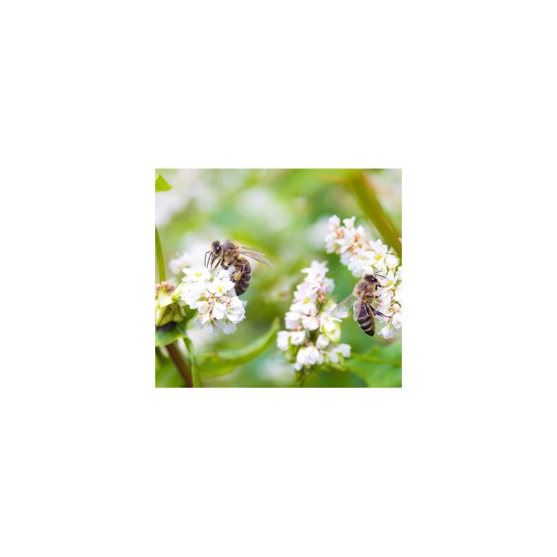Natur Biblanding 0,5 kg