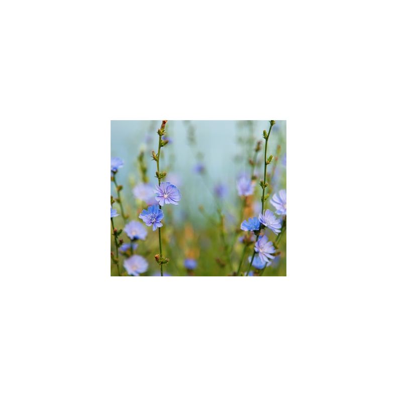 Natur Biblanding 0,5 kg