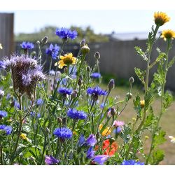Natur Blomster-blanding 0,25 kg