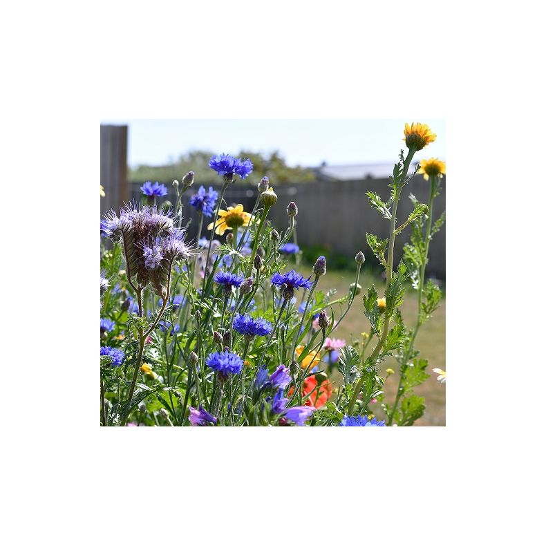 Natur Blomster-blanding 0,25 kg