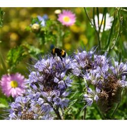 Natur Blomster-blanding 0,25 kg