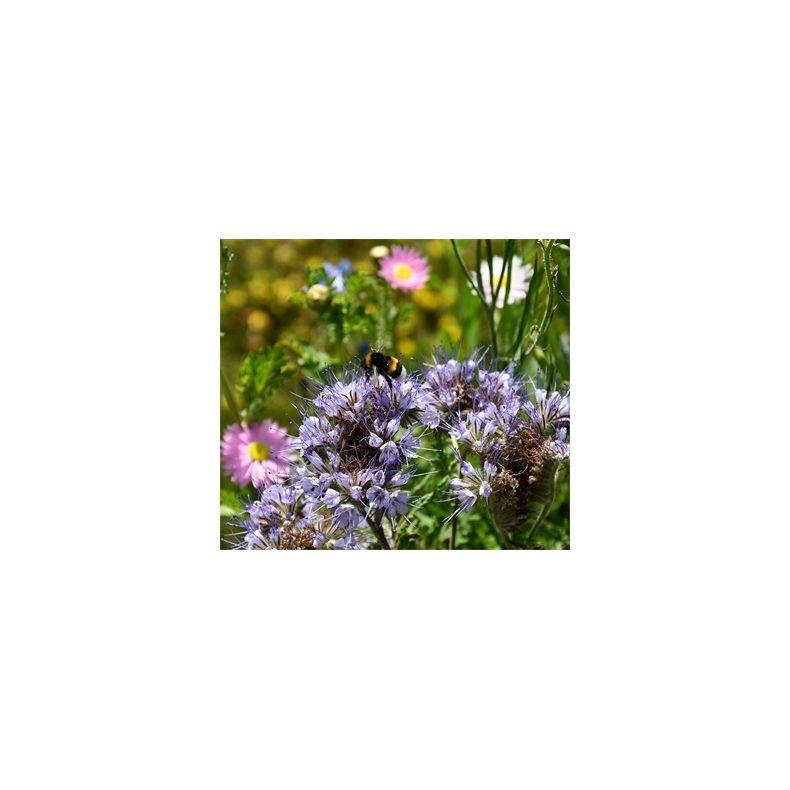 Natur Blomster-blanding 0,25 kg