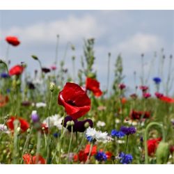 Natur Blomster-blanding 0,25 kg