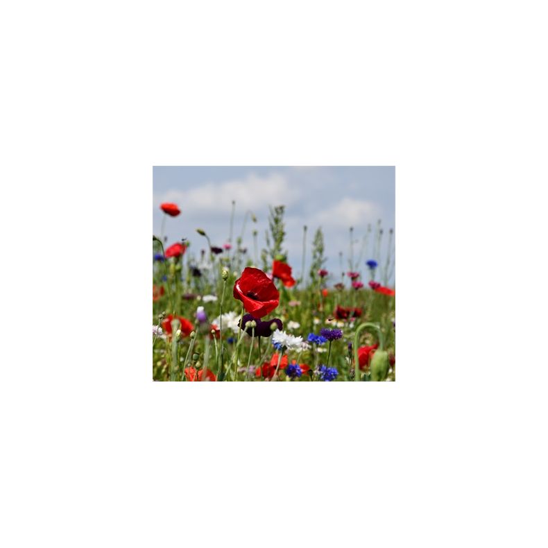 Natur Blomster-blanding 0,25 kg