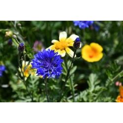 Natur Blomster-blanding 0,25 kg