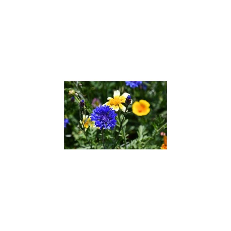 Natur Blomster-blanding 0,25 kg