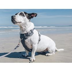 Red Dingo - Polstret sele -QPet