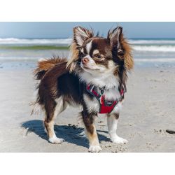 Red Dingo - Polstret sele -QPet