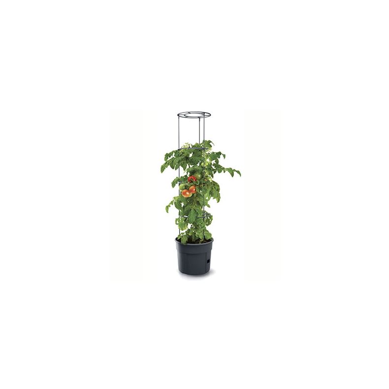 Tomatpotte 