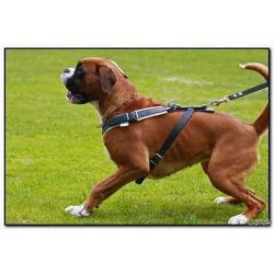 Forsvarssele, Large (han), Lder