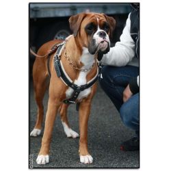 Forsvarssele, Large (han), Lder