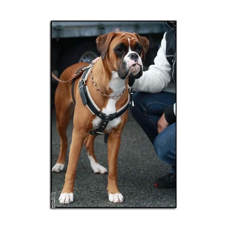 Forsvarssele, Large (han), Lder