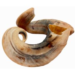 Lamme-horn - ca 15-25 cm