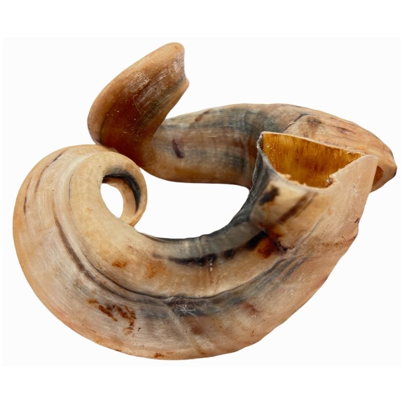 Lamme-horn - ca 15-25 cm