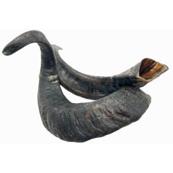 Lamme-horn - ca 15-25 cm