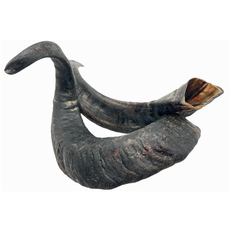 Lamme-horn - ca 15-25 cm