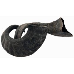Lamme-horn - ca 15-25 cm