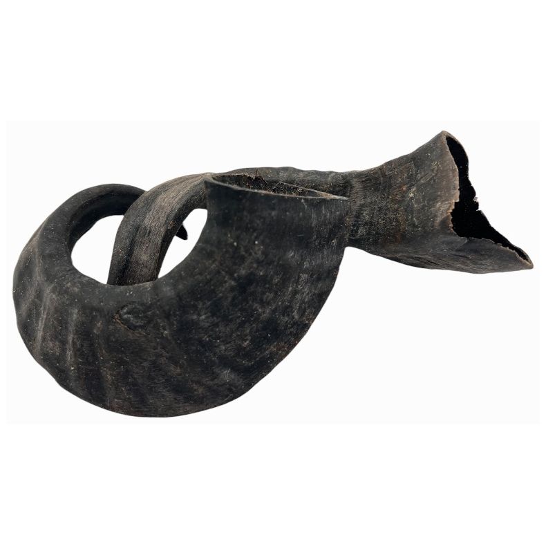 Lamme-horn - ca 15-25 cm