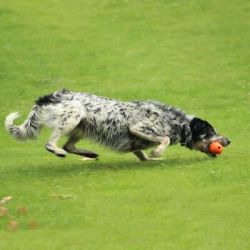 Chuckit - The Whistler