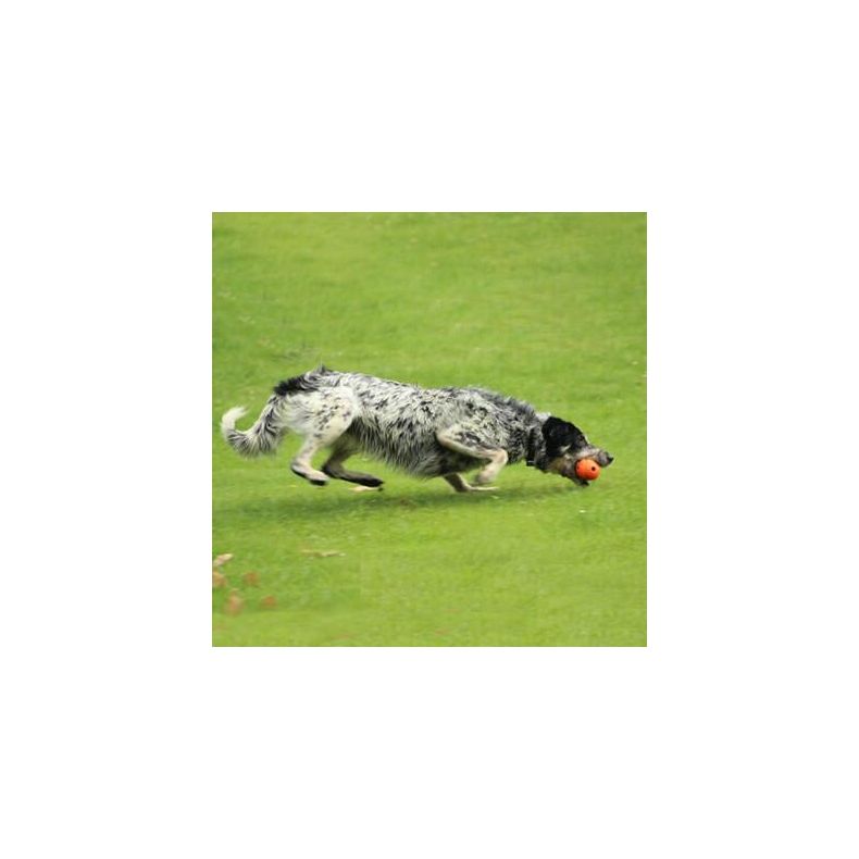 Chuckit - The Whistler